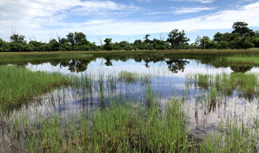 Into the Wild: Visiting Khwai, Botswana’s Untamed Safari Gem