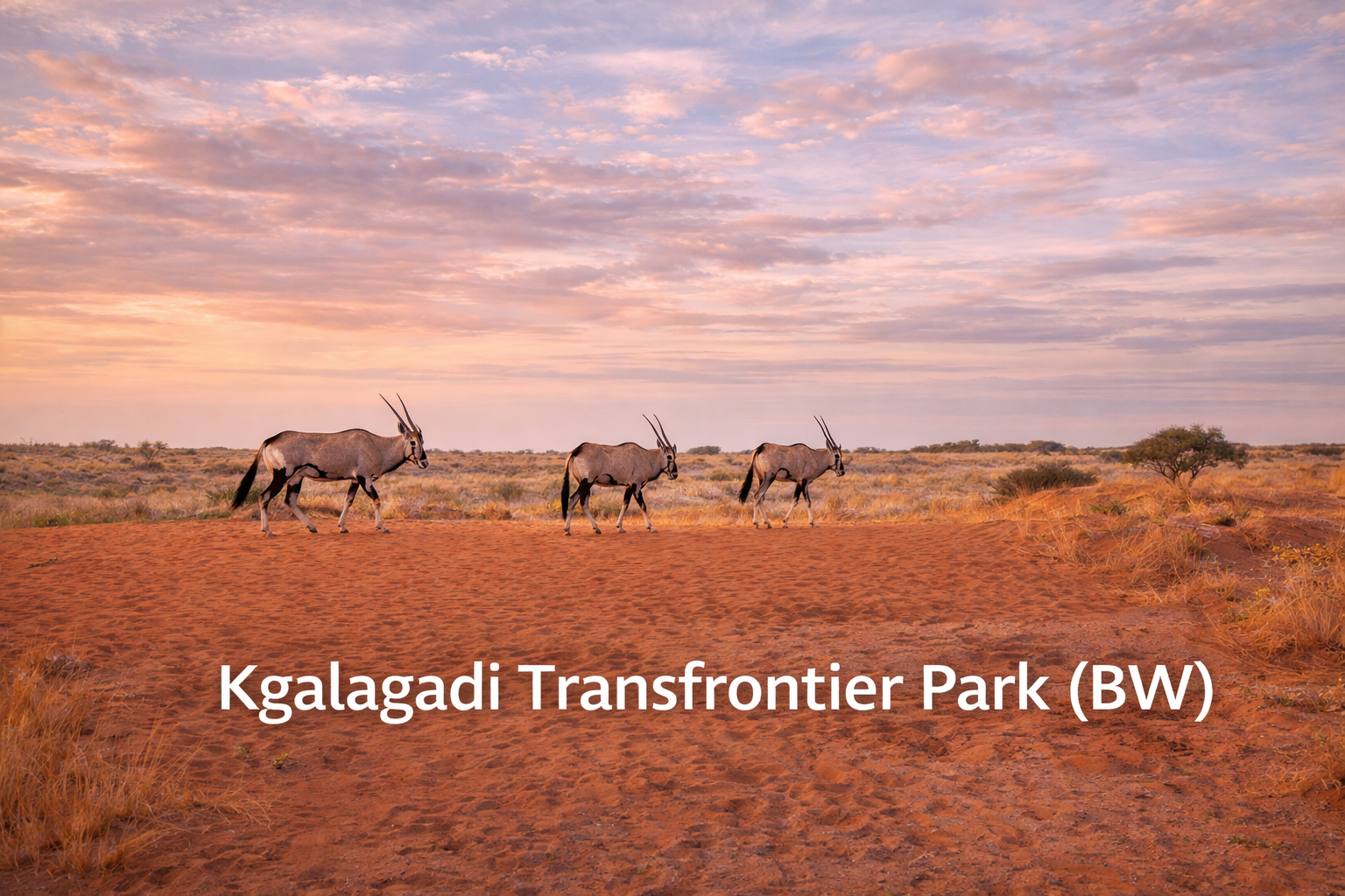 Kgalagadi Transfrontier Park (BW)