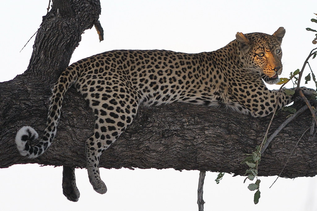 Khwai (inside reserve)