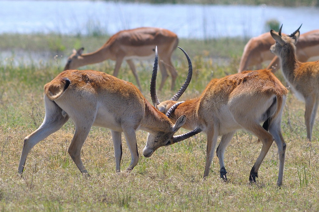 Khwai (inside reserve)