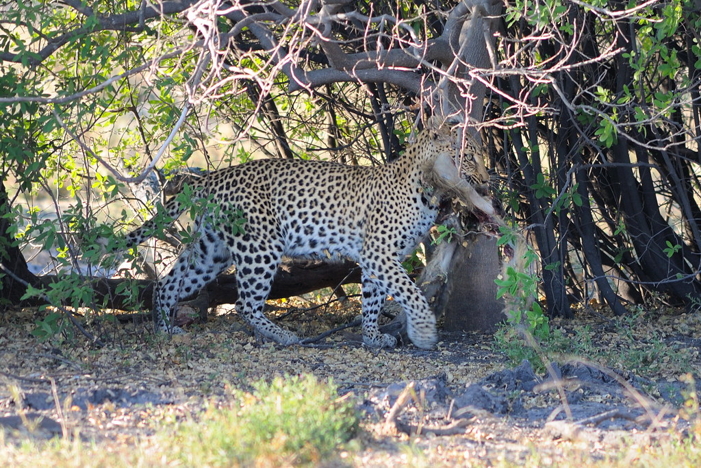 Khwai (inside reserve)