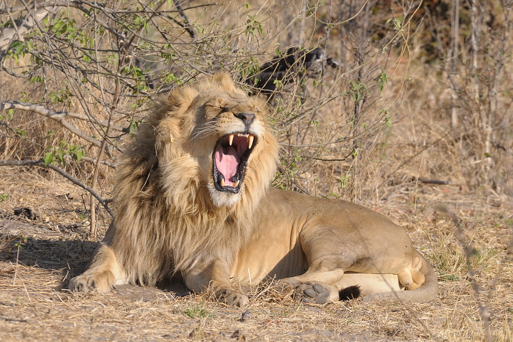 Khwai (inside reserve)