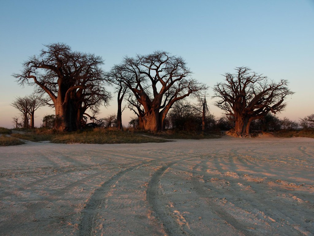 South Camp (Nxai Pan)