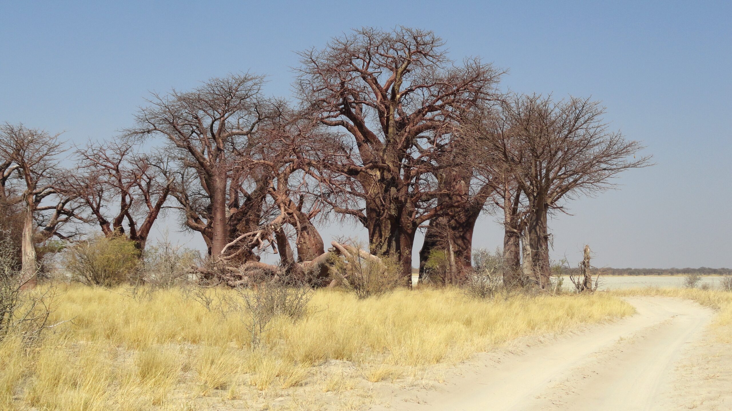 South Camp (Nxai Pan)