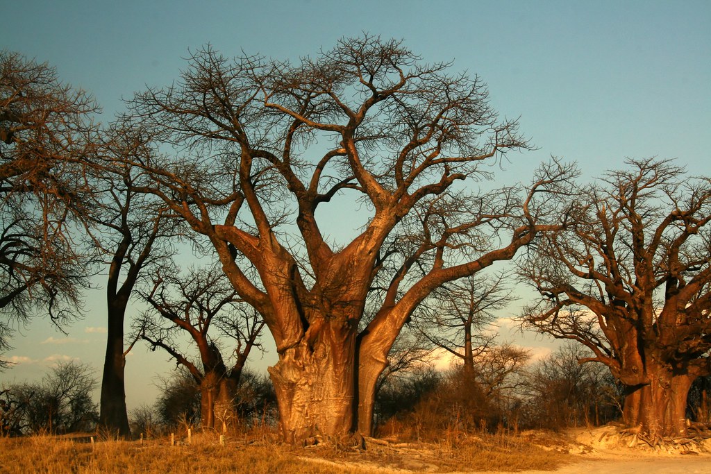 Baines Baobabs