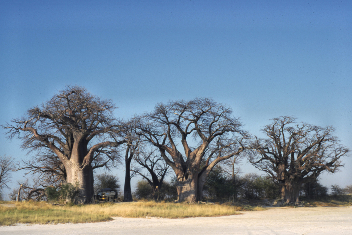 Baines Baobabs