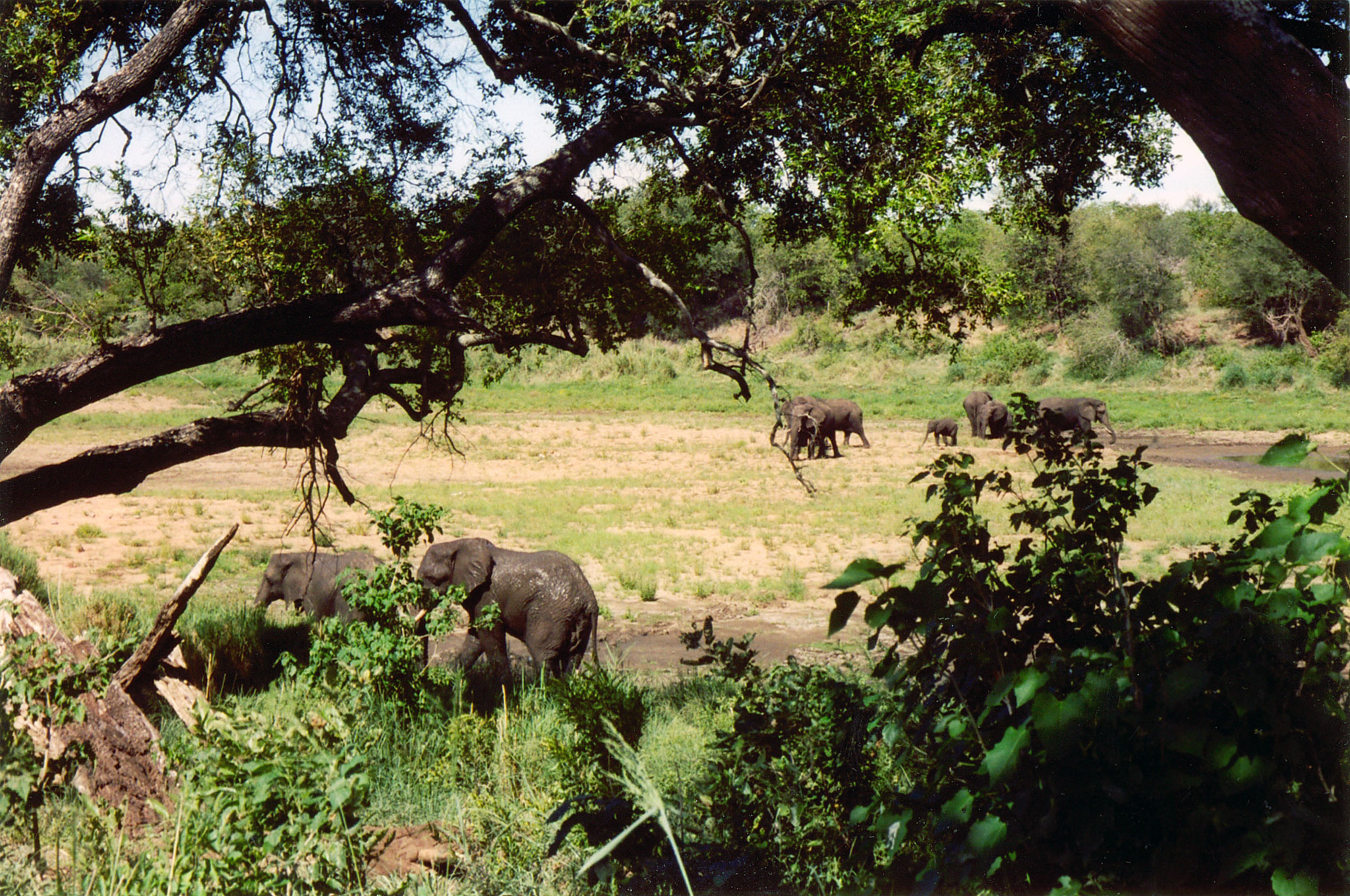 Shingwedzi Rest Camp