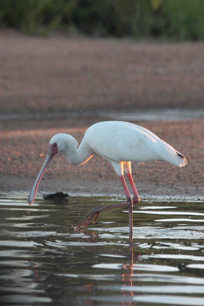 Shingwedzi Rest Camp