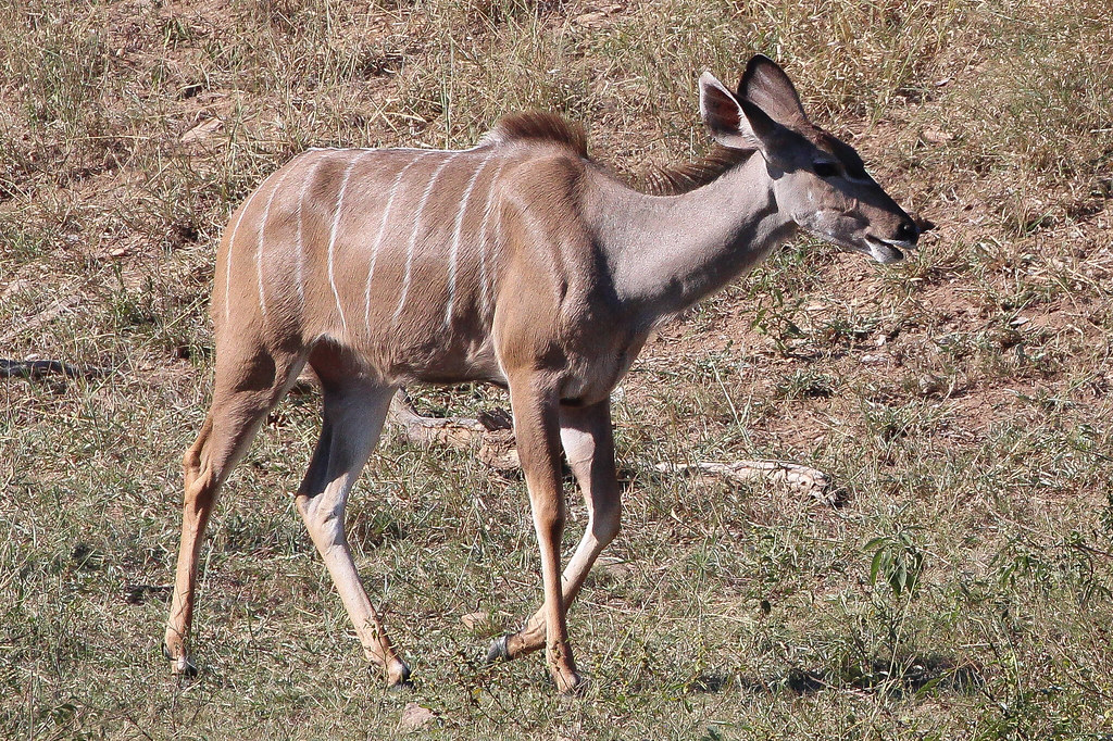 Berg-en-Dal Rest Camp
