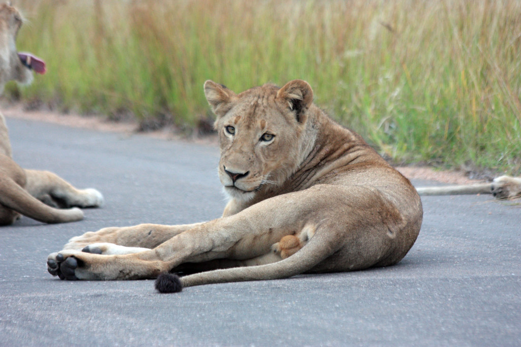 Shingwedzi Rest Camp