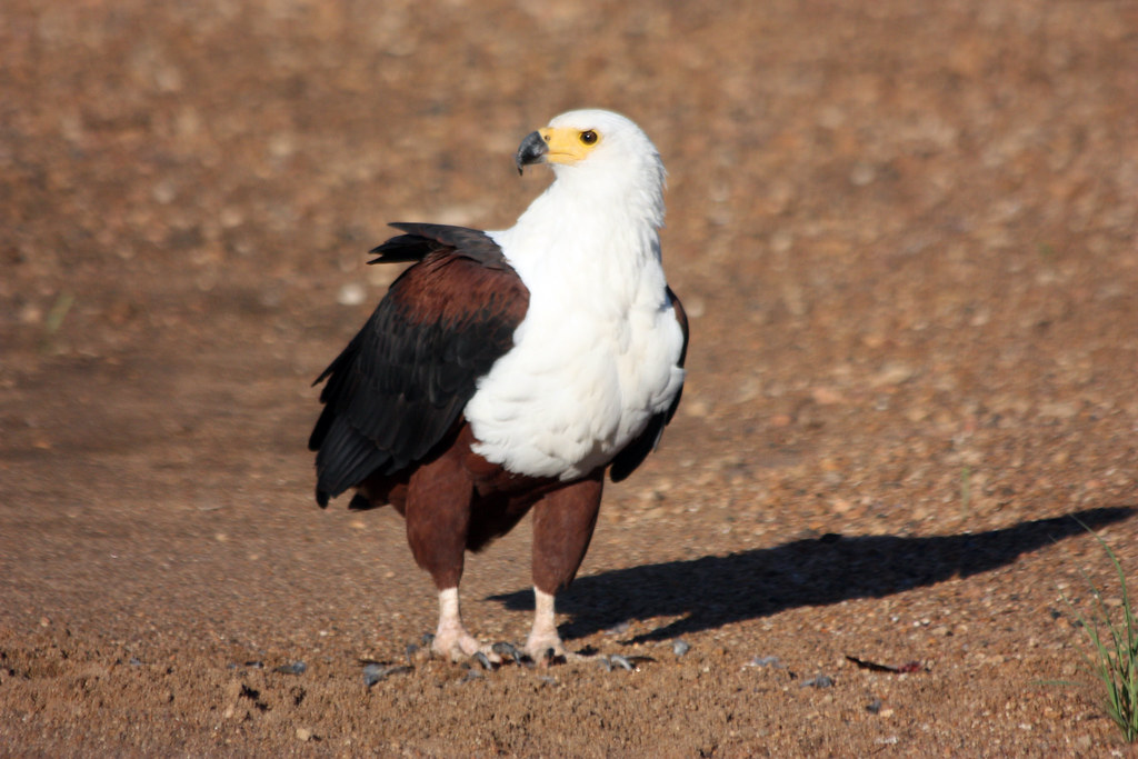 Shingwedzi Rest Camp