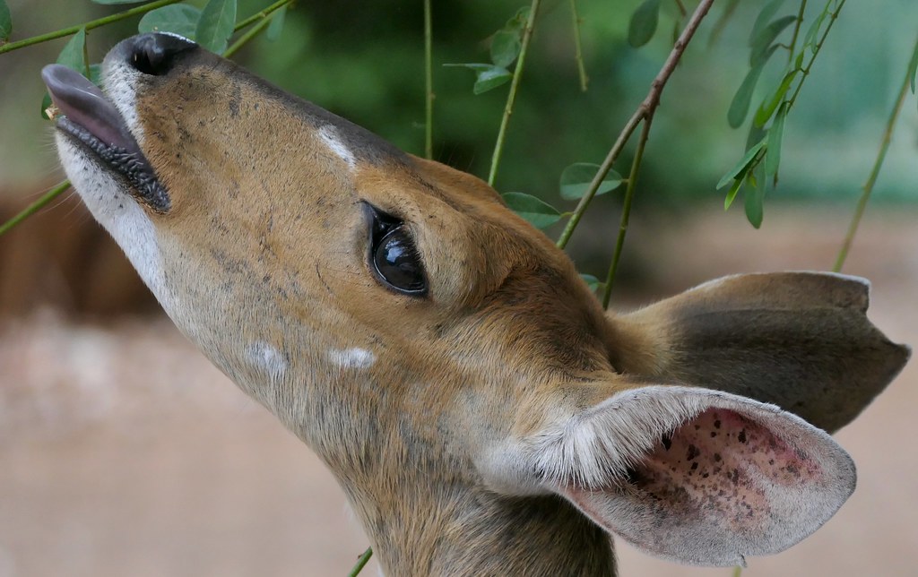 Crocodile Bridge Camp