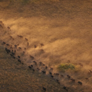 Helicopter Horizons – Wildlife Aerials from Scenic Flight 11