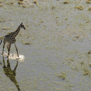 Helicopter Horizons – Wildlife Aerials from Scenic Flight 13