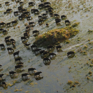 Helicopter Horizons – Wildlife Aerials from Scenic Flight 14