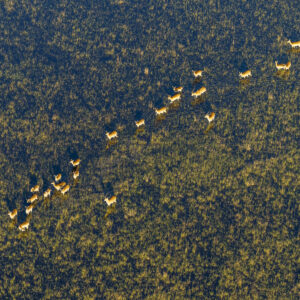 Helicopter Horizons – Wildlife Aerials from Scenic Flight 18