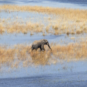 Helicopter Horizons – Wildlife Aerials from Scenic Flight 3