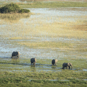 Helicopter Horizons – Wildlife Aerials from Scenic Flight 4